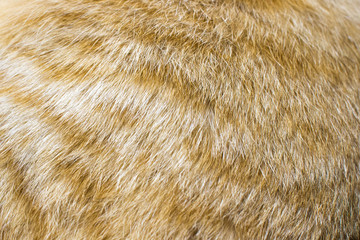 Red striped coat close-up