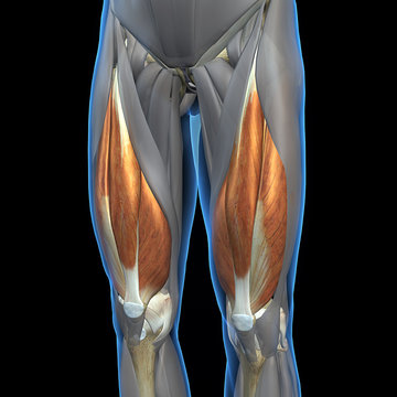 Quadriceps Leg Muscles Isolated