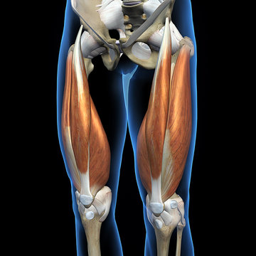 Quadriceps Muscles of the Leg Anterior View