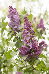 Obraz premium blooming lilac in the spring in the park