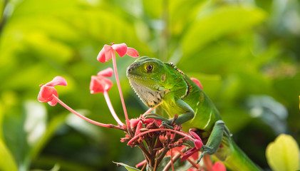 Small Green Iguana On Red Flowers