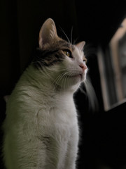 Beautiful cat looking through the window.