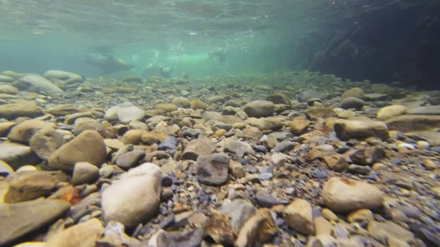 an underwater view of the seal pups at ohau waterfall near kaikoura