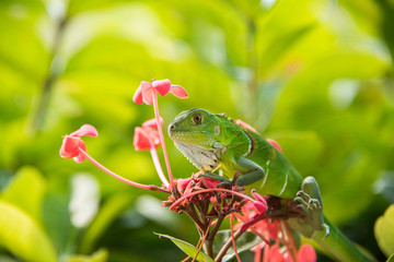 Small Green Iguana On Red Flowers