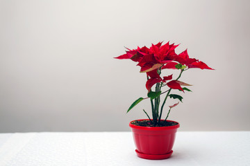 Red poinsettia plant in wood vase isolated on white