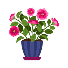 Camellia house plant in flower pot
