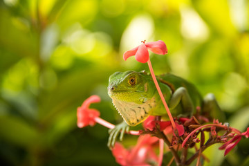 Small Green Iguana On Red Flowers