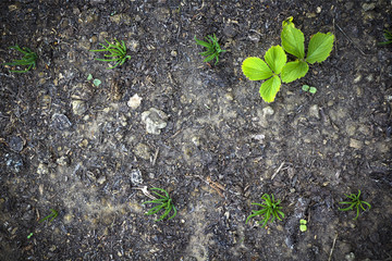 one strawberry bush on the garden with a green onion