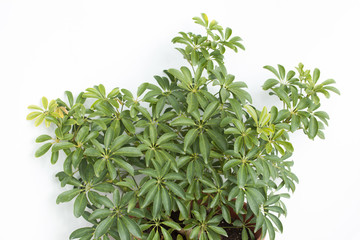 豊かな葉のシェフレラ