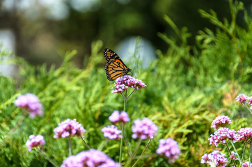 butterfly on pink flowers