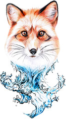 red fox and water