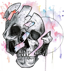 drawing of divided skull