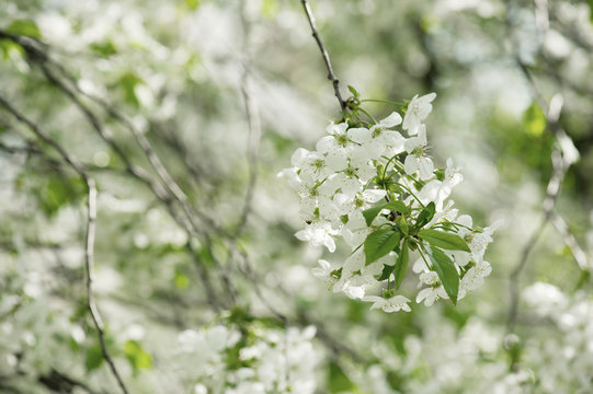 Blossoming of cherry flowers in spring time, natural seasonal floral background © Roxana
