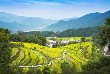 Oilseed rape field and small town in Wuyuan County, Jiangxi province, China. Wuyuan County was founded in the 28th year of Kaiyuan of the Tang Dynasty (740 A. D) for over 1200 years.