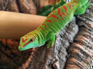 Madagascar day gecko phelsuma