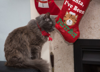 Christmas Kitties with red bow: Nebelung cat