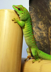 Funny phelsuma grandis in a standing posture.