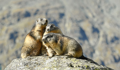 drei Murmeltiere auf einem Stein - marmots