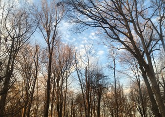 winter morning clouds over forest