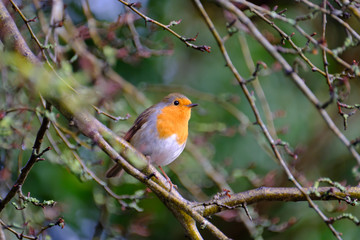 A beautiful European robin tweeting on a tree branch in back garden.