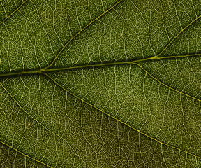 Foto macro di foglia verde