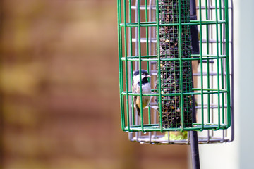 A little coal tit enjoying sunflower seeds in a bird feeder.