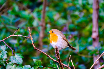 Fototapeta premium A beautiful European robin tweeting on a tree branch in back garden.