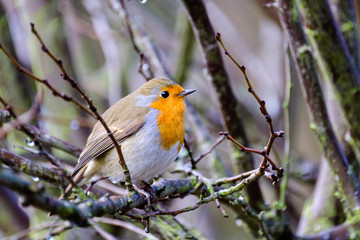 Fototapeta premium A beautiful European robin tweeting on a tree branch in back garden.