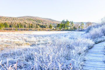 Frost white winter landscape with bushes, boardwalk and morning sunlight in Cranberry Wilderness glades bog, West Virginia and ice covered plants