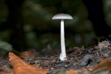 White elegant mushroom, somewhere in the forest