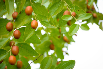 green fruits of Ziziphus jujuba on a tree