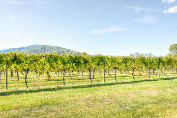 Fototapeta na wymiar Green vineyard rows during autumn, summer, fall in Virginia countryside