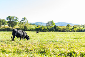 Black cows grazing on pasture in Virginia farms countryside meadow field with green grass © Kristina Blokhin