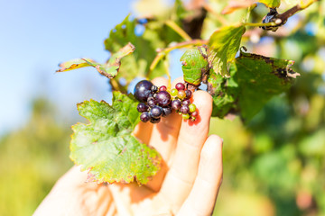Macro closeup of small and large big red purple green ripe and unripe grapes on vine with leaves in autumn fall in Virginia with man's hand touching them