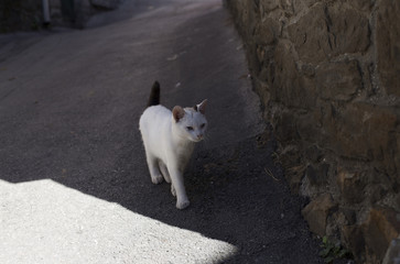 White cat