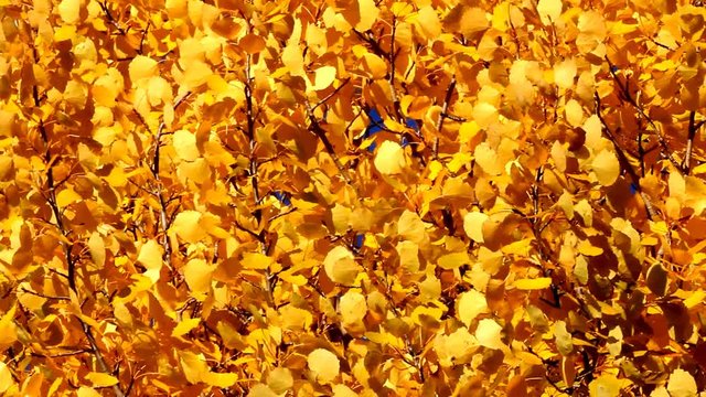 Mellow autumn, Indian summer. Golden aspens tremble on background of bright blue sky
