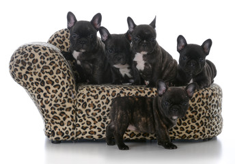 Obraz premium litter of french bulldog puppies