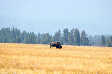 Yellowstone National Park UNESCO World Heritage  this must-see during your vacation in America mustsee