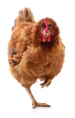Brown hen isolated.