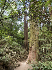 Muir Woods Redwoods Forest - Starburst, San Francisco, SF, California, CA, USA