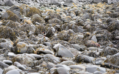 Küsten-Landschaft: einsame Bucht / Sandstrand mit Felsen und Watvögeln in den Westfjorden, Island