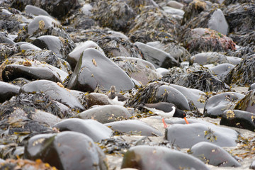 Nasse, schwarze Steine am hellen Sandstrand in den Westfjorden / Island