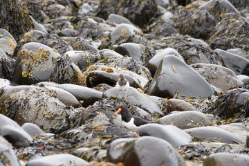Nasse, schwarze Steine am hellen Sandstrand in den Westfjorden / Island