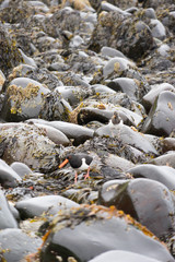 Austernfischer mit Nachwuchs in Fels-Landschaft an einsamer Bucht in den Westfjorden, Island