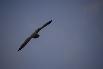 Soaring Seagull Shadow