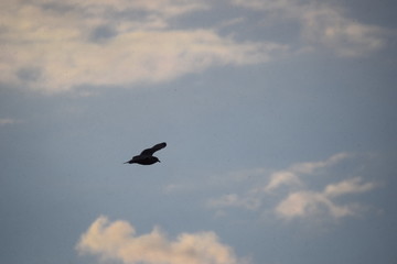 Seagull Shadow