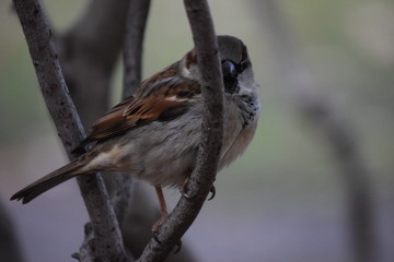 1 Bird on Branch Better Than 2 in Bush