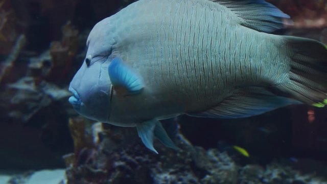 Big exotic humphead wrasse or napoleon fish floating in the aquarium. Closeup shot.