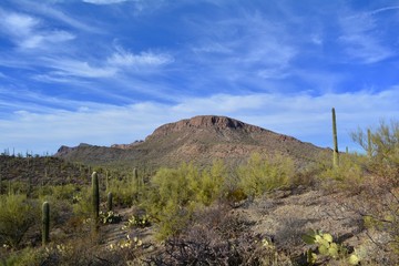 Tucson Mountains Saguaro National Park Arizona