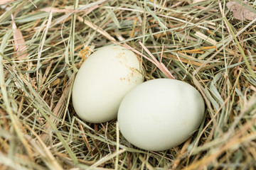 Farm fresh eggs in a nest of hay